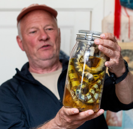 Person holder glas med konserveret slange i væske