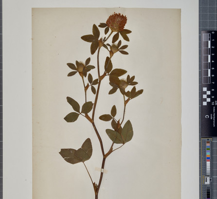 Trifoliumherbarium