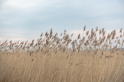 reedbed_2