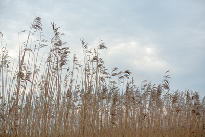 reedbed_0