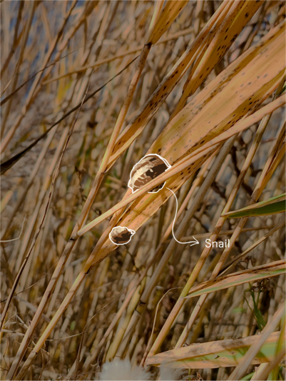 reedbed_snail