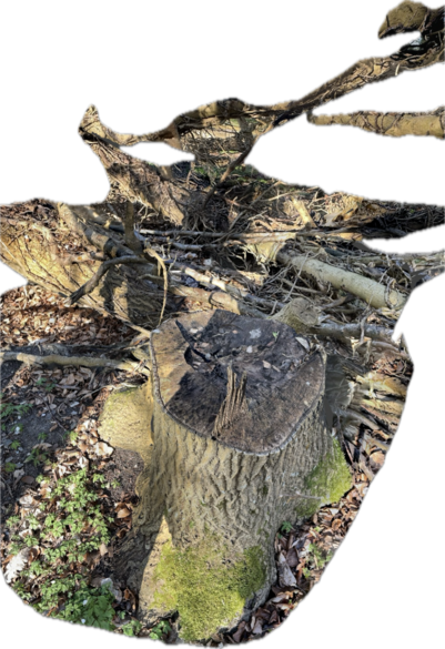 3D-scanning af stammen fra et fældet træ i Boserup Skov