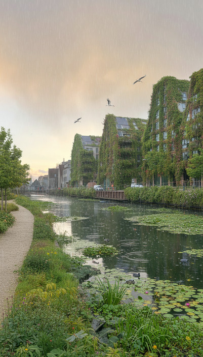 Regnfuld kanal med grønne, bevoksede bygninger og fugle.