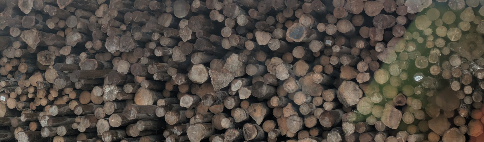 Stack of logs