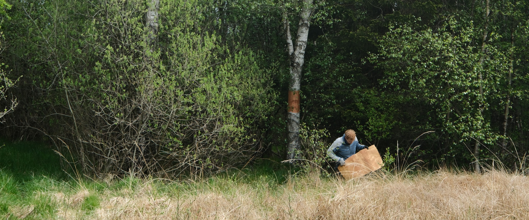 Harvesting birch bark in the wetlands of Jutland