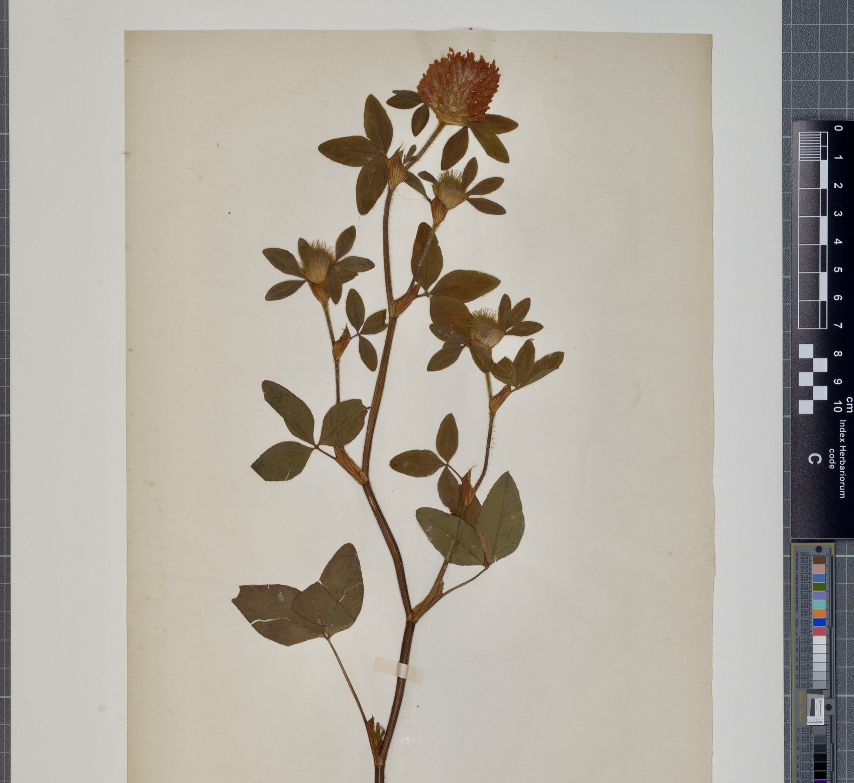 Trifoliumherbarium