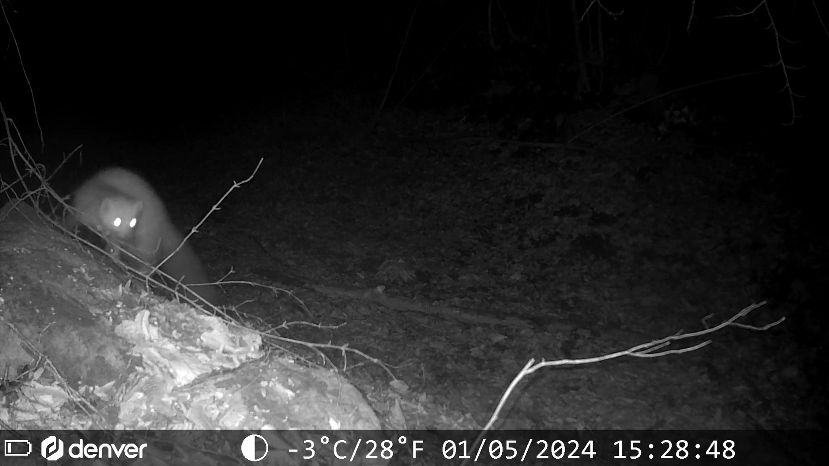 A fox with glowing eyes moves up a slope in the dark.